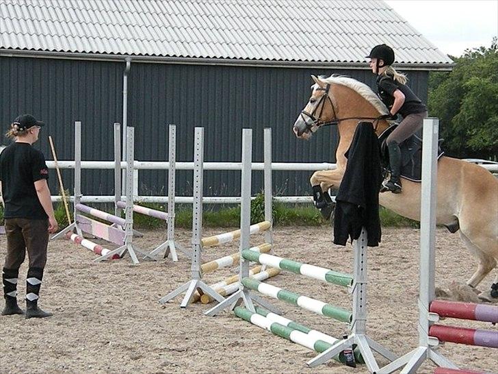 Haflinger Nocturne Lundgaard | - Den hest elsker at springe! billede 8