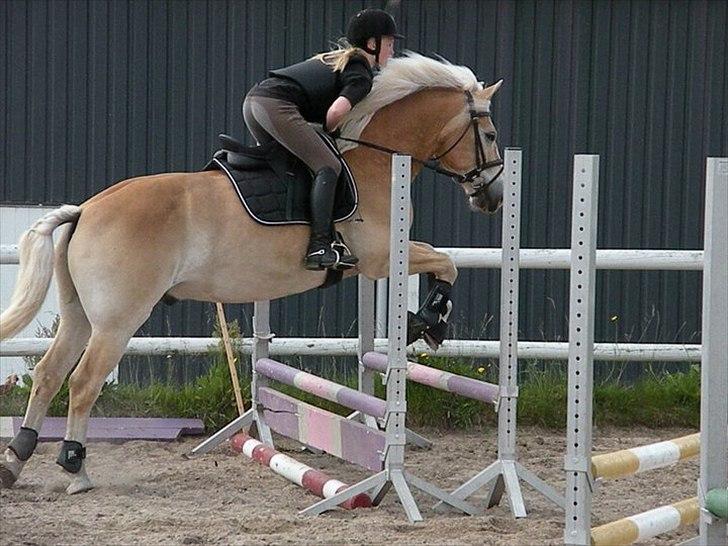 Haflinger Nocturne Lundgaard | - Springtime hos Linda billede 9