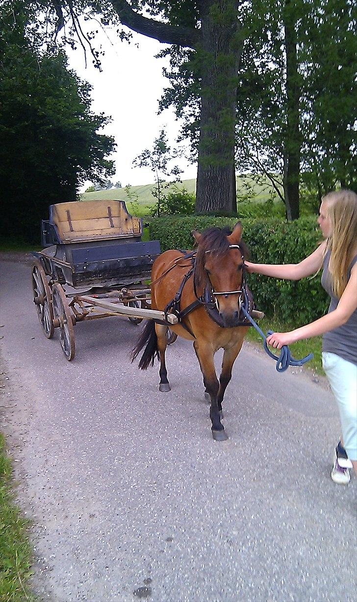 Gotlandsruss Hibiscus billede 16