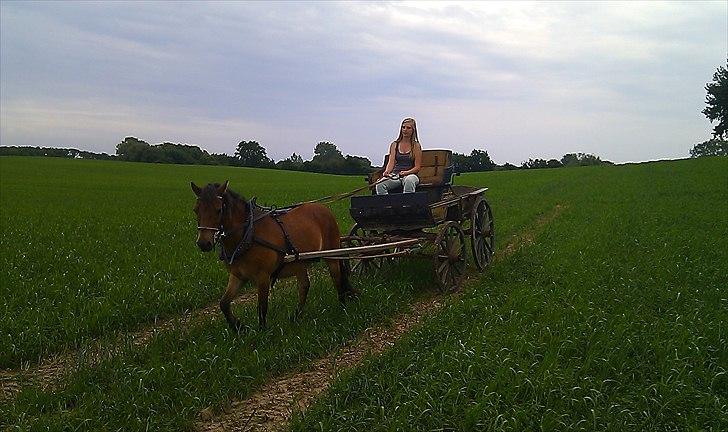 Gotlandsruss Hibiscus billede 18