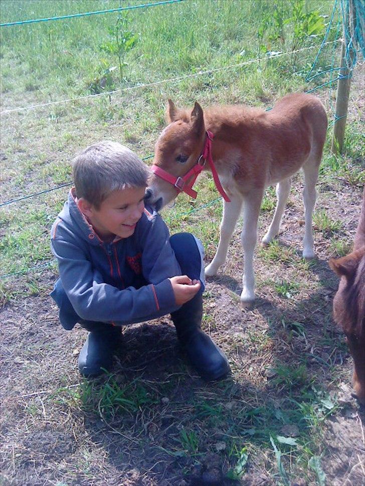 Anden særlig race Mickey billede 1