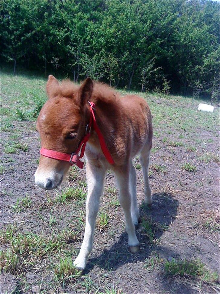 Anden særlig race Mickey billede 2