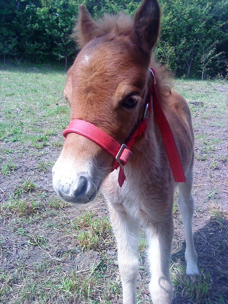 Anden særlig race Mickey billede 3