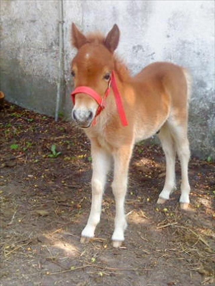 Anden særlig race Mickey billede 4