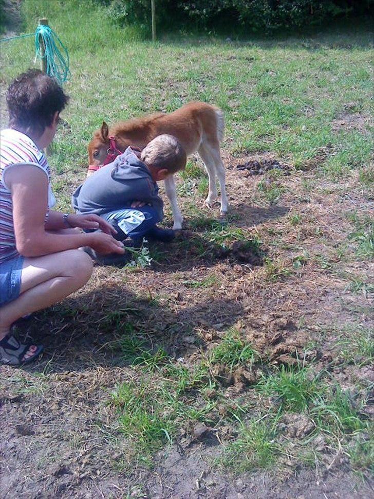 Anden særlig race Mickey billede 6