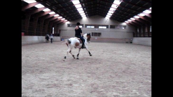 Pinto Moon Star - Dygtige pony :) med de fine forben:)! billede 14