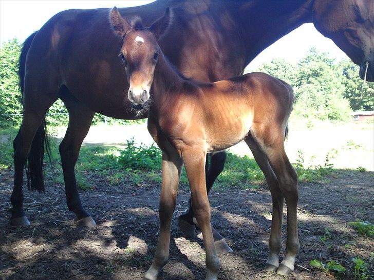 Anden særlig race Sir. Monty Phyton billede 2