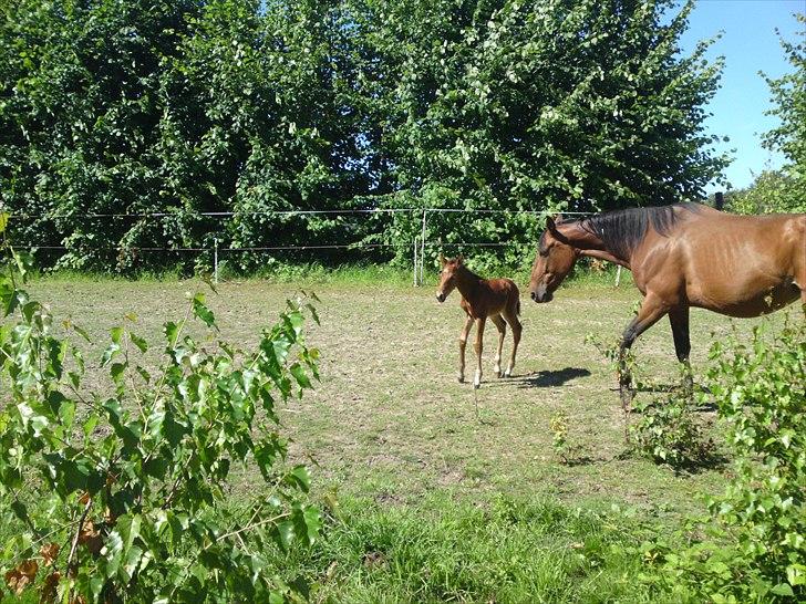 Anden særlig race Sir. Monty Phyton billede 4