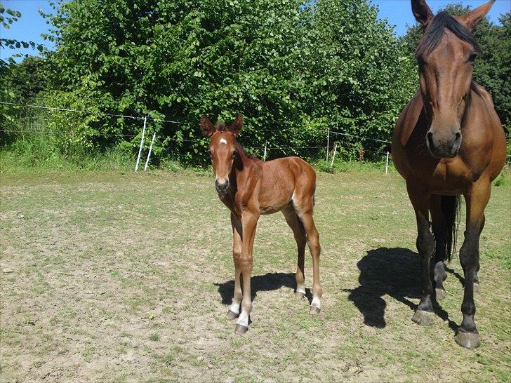 Anden særlig race Sir. Monty Phyton billede 6