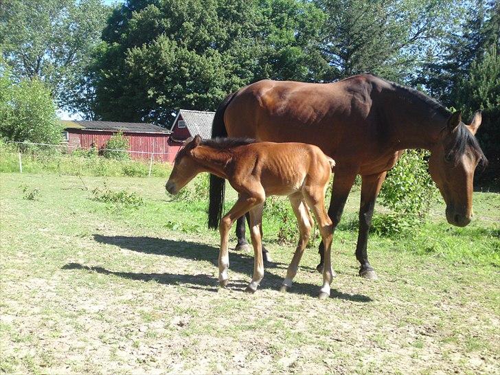 Anden særlig race Sir. Monty Phyton billede 7