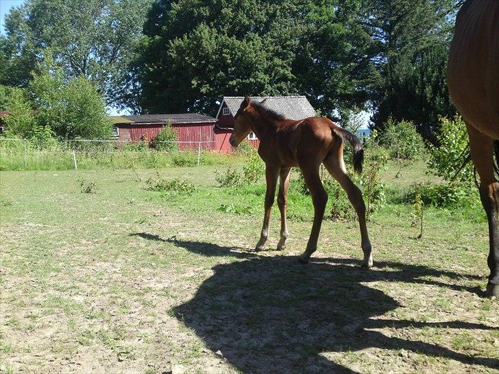 Anden særlig race Sir. Monty Phyton billede 8