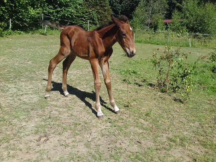 Anden særlig race Sir. Monty Phyton billede 9