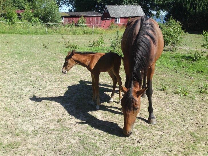 Anden særlig race Sir. Monty Phyton billede 10