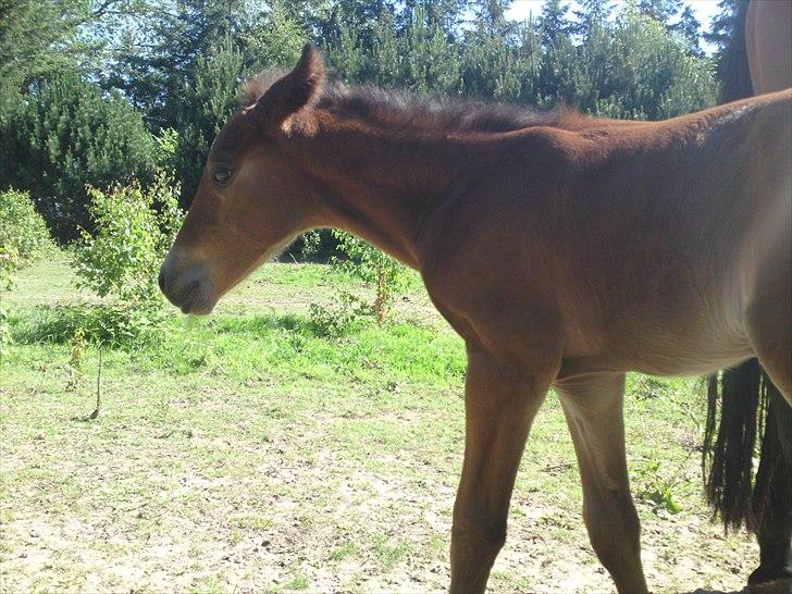 Anden særlig race Sir. Monty Phyton billede 11