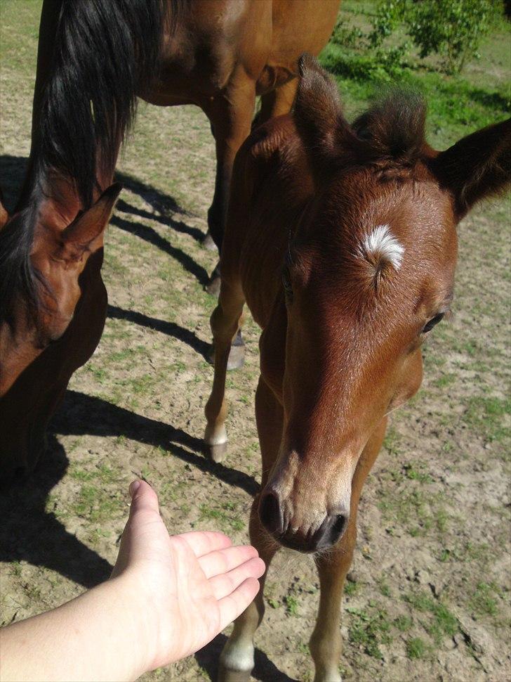 Anden særlig race Sir. Monty Phyton billede 12