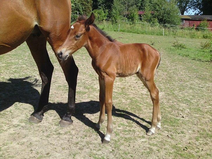 Anden særlig race Sir. Monty Phyton billede 13