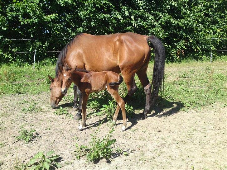 Anden særlig race Sir. Monty Phyton billede 14