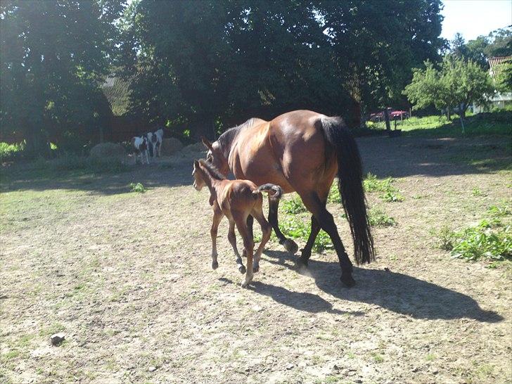 Anden særlig race Sir. Monty Phyton billede 15