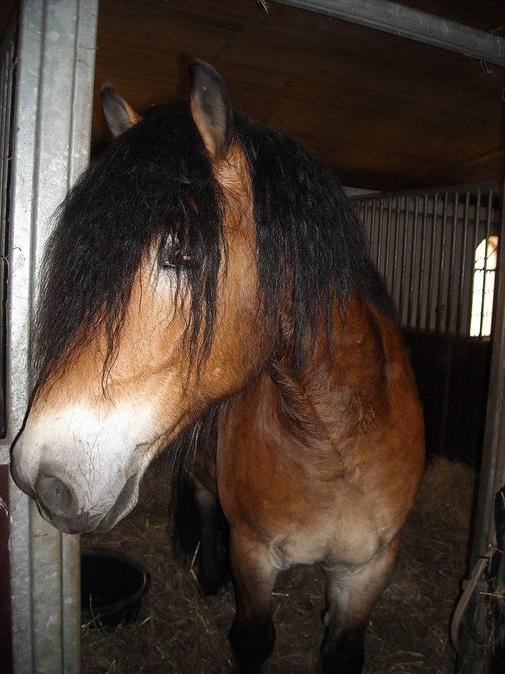 Nordsvensk Skovhest Bellotino - Tak fordi du kiggede forbi :-) billede 12