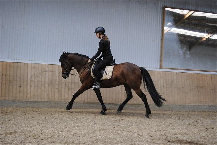 New Forest Lundgaards Kahlua  billede 4