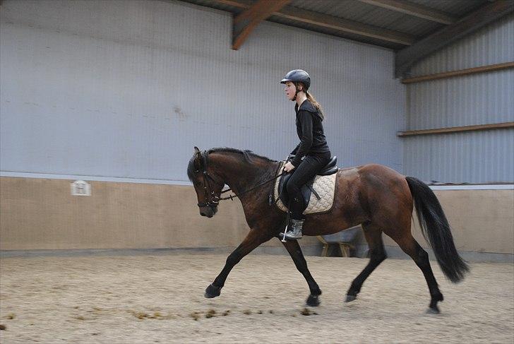 New Forest Lundgaards Kahlua  billede 9