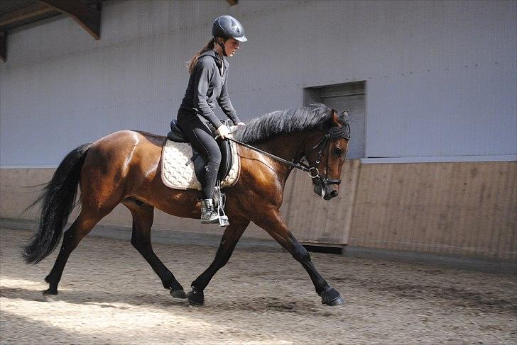 New Forest Lundgaards Kahlua  billede 1