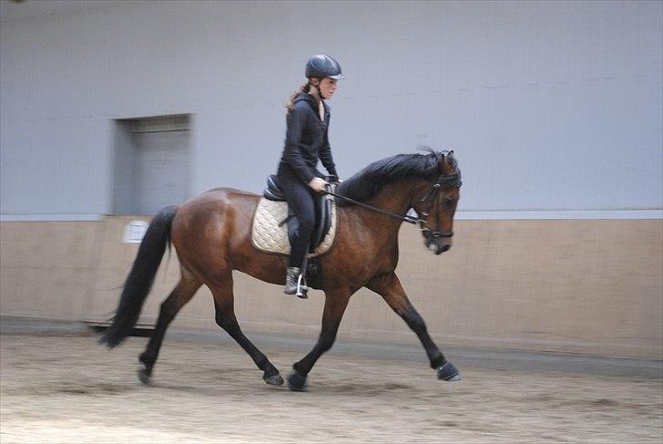 New Forest Lundgaards Kahlua  billede 14