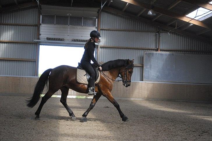 New Forest Lundgaards Kahlua  billede 10