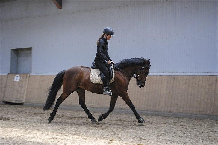 New Forest Lundgaards Kahlua  billede 12