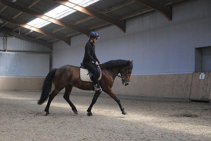 New Forest Lundgaards Kahlua  billede 18