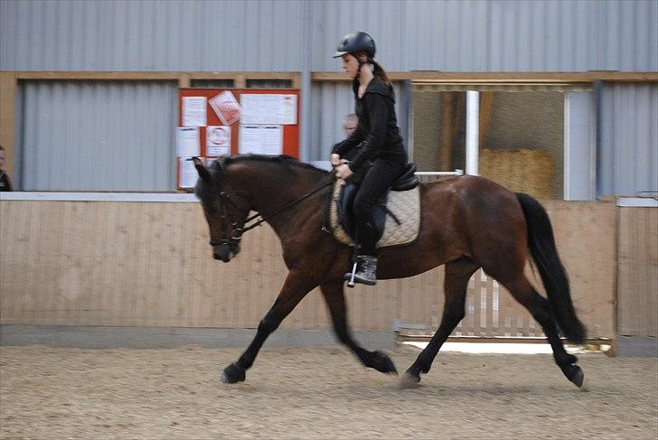 New Forest Lundgaards Kahlua  billede 20