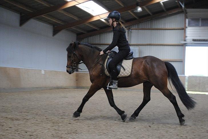 New Forest Lundgaards Kahlua  billede 16