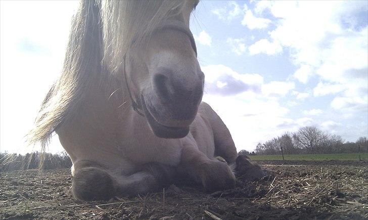 Fjordhest Katrine -Bea •Gl. Part• - Nu kommer Signe... så skynder jeg mig at ligge mig ned.. muhah :) billede 13