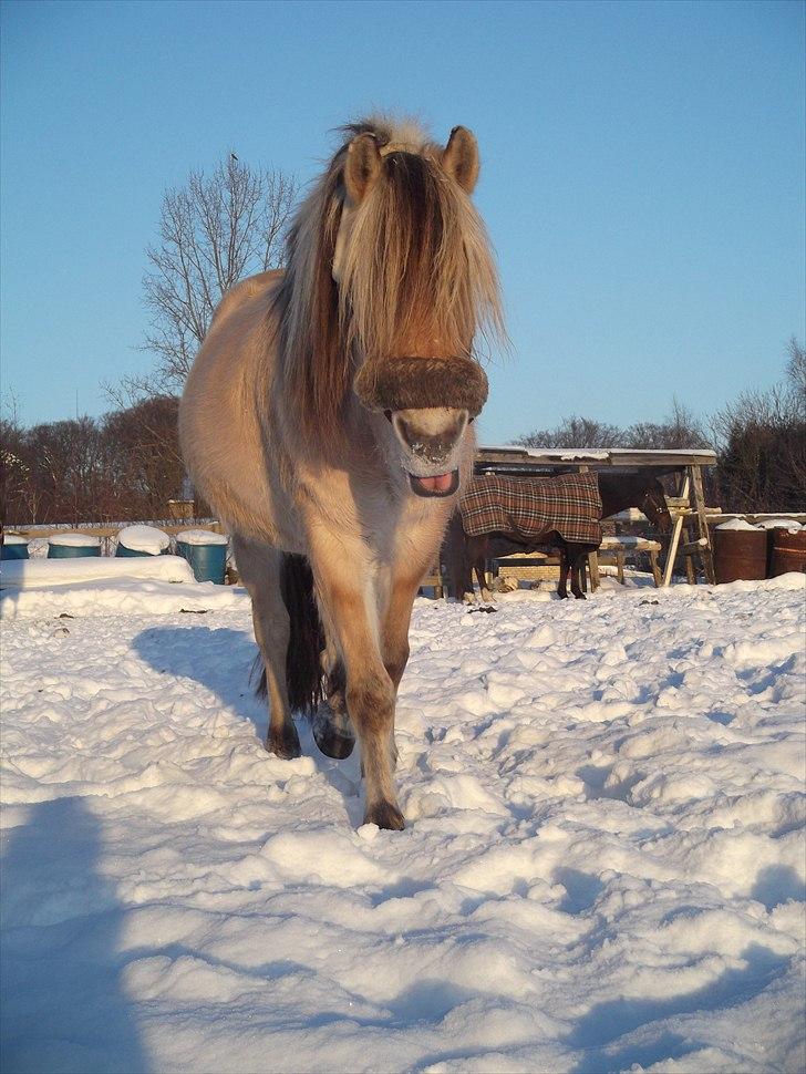 Fjordhest Katrine -Bea •Gl. Part• - Ingen kan lade vær' med at blive glad når man ser dette? :)) billede 15