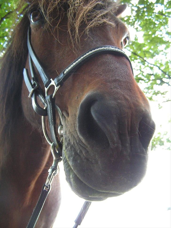 Islænder Snugg fra Viegaarden - 10. love love love<3<3<3 billede 10