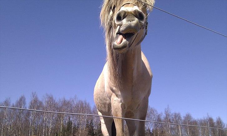 Fjordhest Katrine -Bea •Gl. Part• - Prøv at se hvor hendes underkæbe er i forhold til hendes overkæbe! :D billede 16