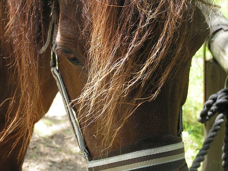 Islænder Snugg fra Viegaarden - 12. Loving U deeply billede 12