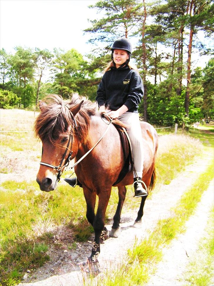 Islænder Snugg fra Viegaarden - 13. Summertrip! billede 13