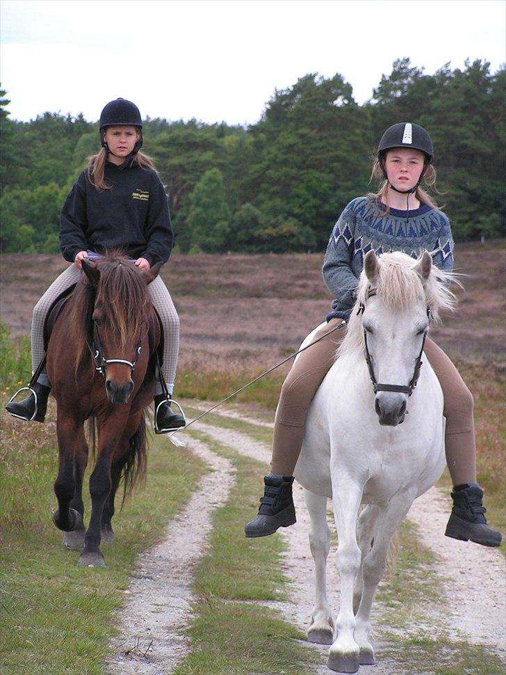 Islænder Snugg fra Viegaarden - 2. Snugg og Mathilde, Bettesøs og Hrima <3. billede 2
