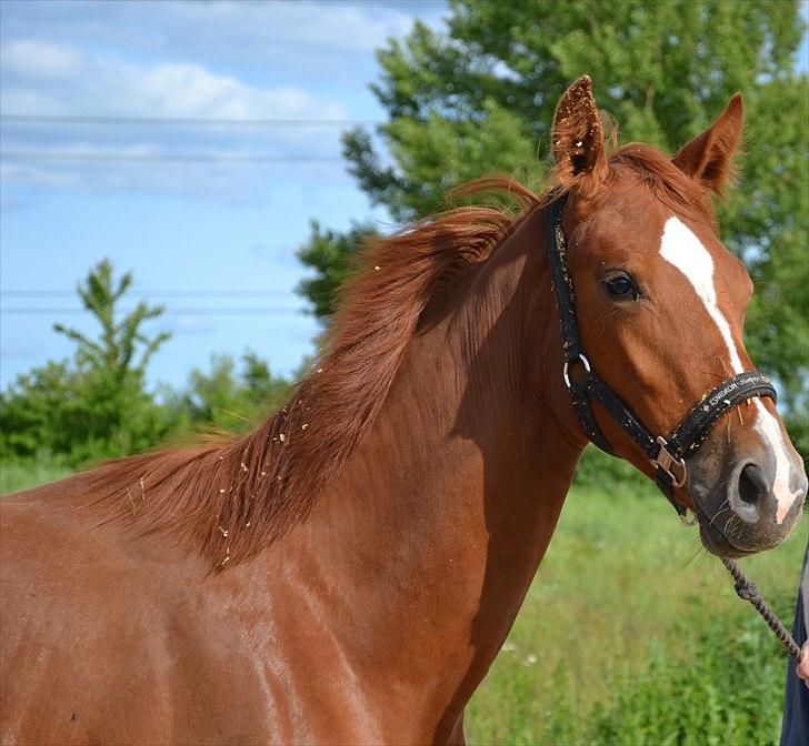 Dansk Varmblod J'adore - Elsker dig mus <3 billede 1