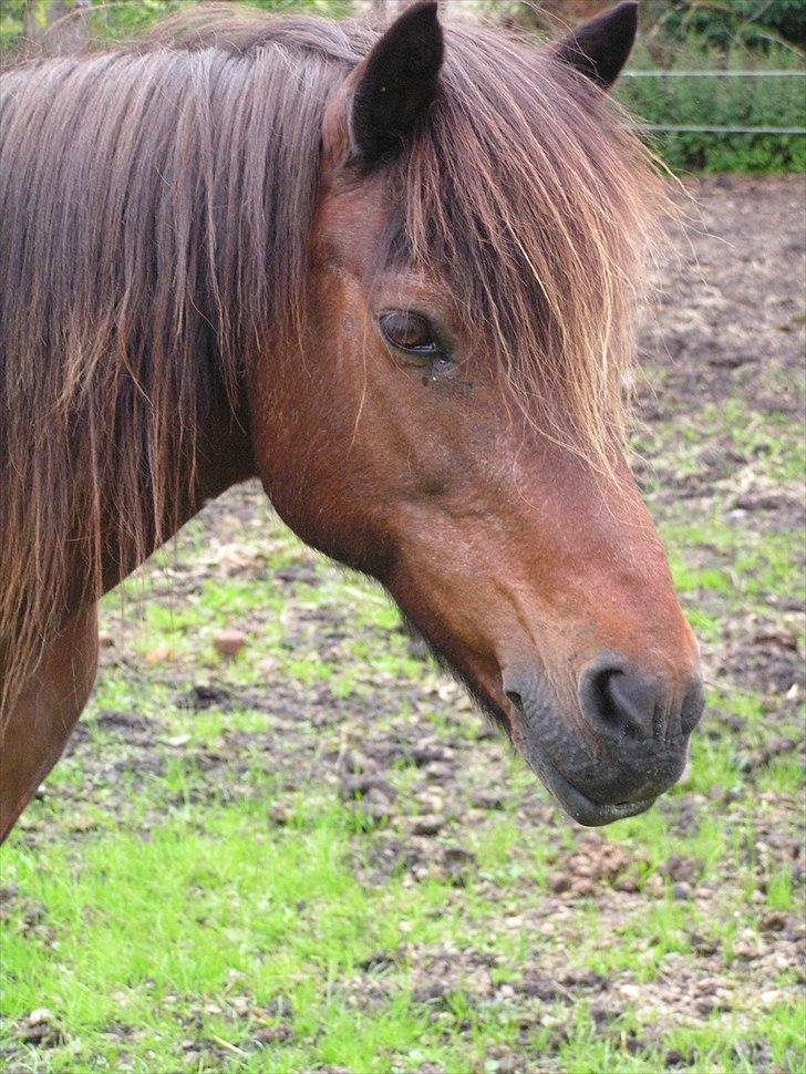 Islænder Snugg fra Viegaarden - 14. <3 billede 14