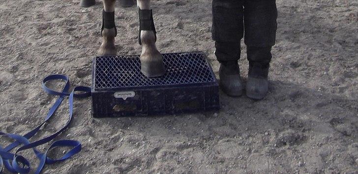 Fjordhest Katrine -Bea •Gl. Part• - Vi gjorde det! <3 billede 18