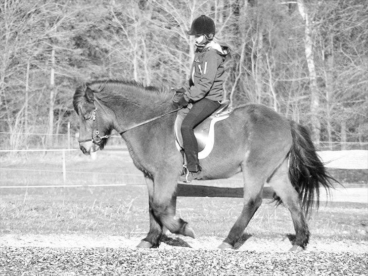 Islænder Snugg fra Viegaarden - 16. hej muskelhest! Genoptræning i foråret '11 billede 16