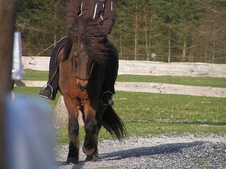 Islænder Snugg fra Viegaarden - 6. Snugg og jeg i det tidlige forår! billede 6