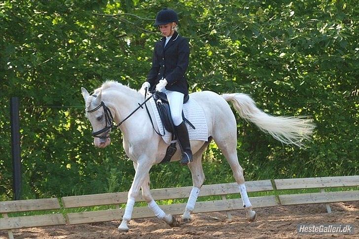 Anden særlig race Fylleledet's Brianna  A-PONY!! - Første dressur stævne LD2 :-)) billede 18