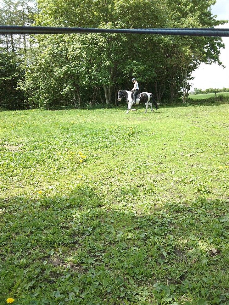 Anden særlig race Musse<33 solgt:'( *du vil altid være i mit hjerte* billede 17