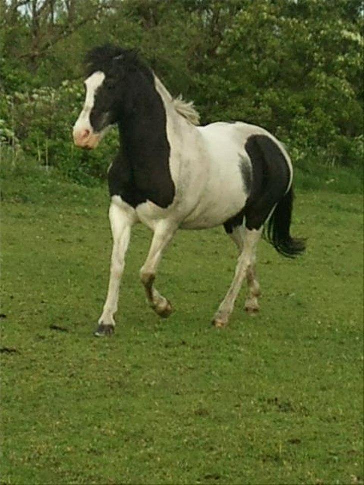 Anden særlig race Musse<33 solgt:'( *du vil altid være i mit hjerte* billede 18