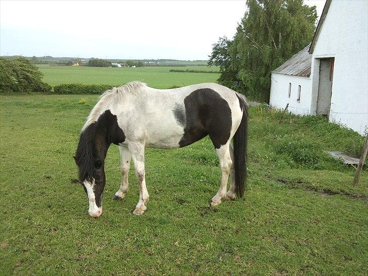 Anden særlig race Musse<33 solgt:'( *du vil altid være i mit hjerte* billede 19