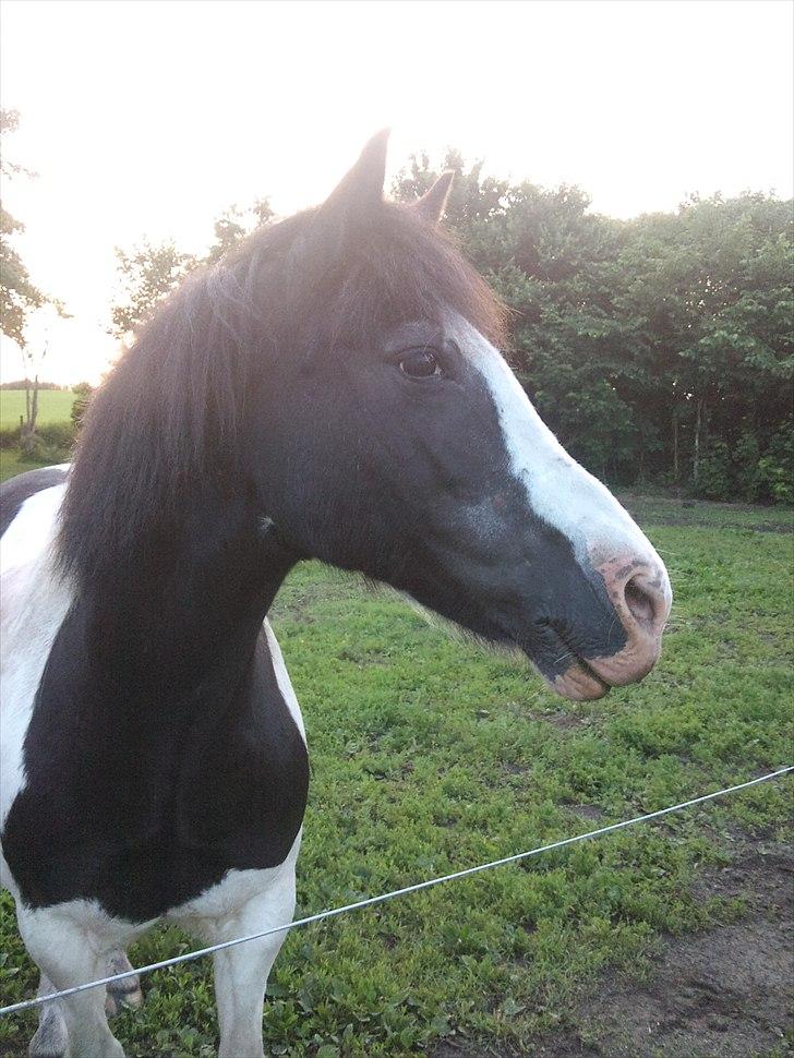 Anden særlig race Musse<33 solgt:'( *du vil altid være i mit hjerte* billede 20