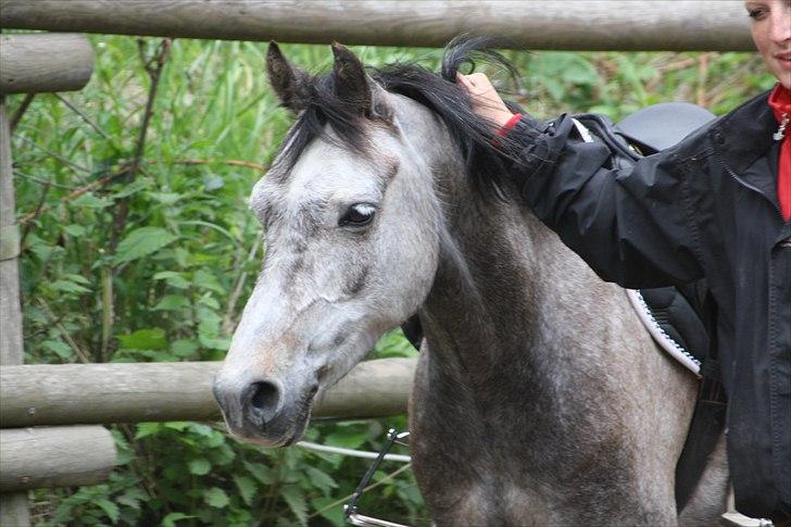 Welsh Partbred (Sec F) Dyekjærs Prins Zak - jeg røg af sammen med hovedtøjet:D billede 3